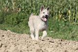 BOUVIER DES ARDENNES 083